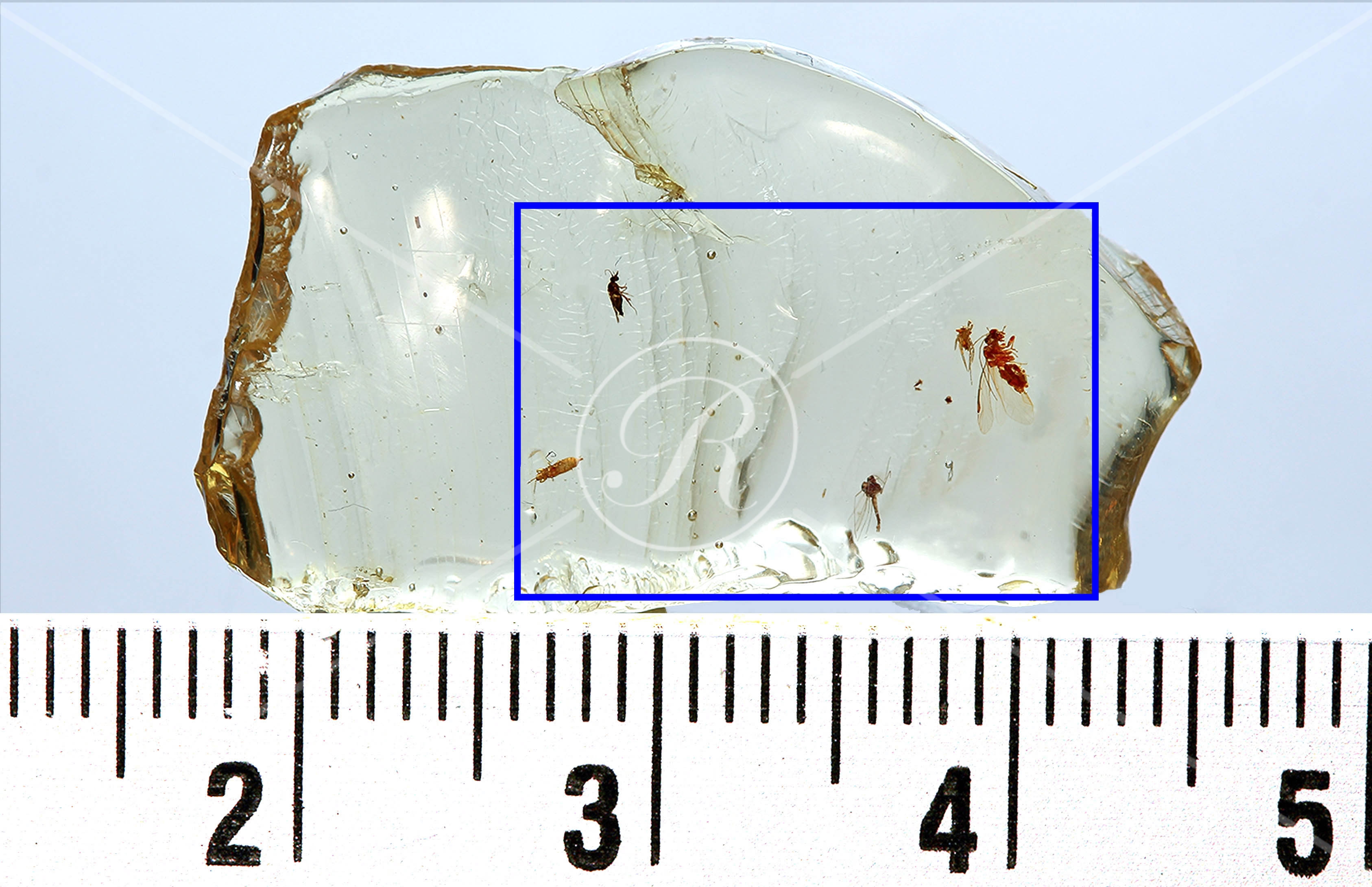 Watermark_204_N29 v1 éch.jpg